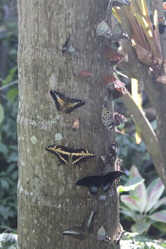 butterflies close up in the woods