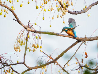 枝から飛び出すカワセミ