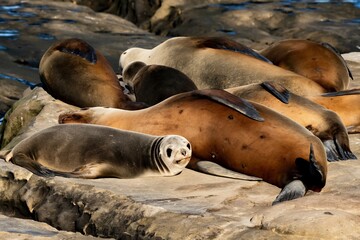 La Jolla, California. Sea lion