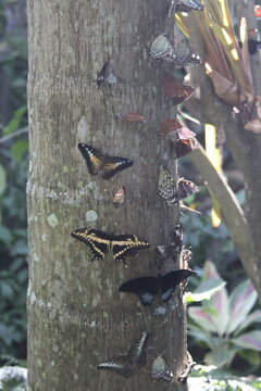 butterflies close up in the woods