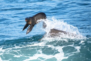 Fototapeta premium La Jolla, California. Sea lion surfing