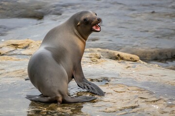 La Jolla, California. Sea lion