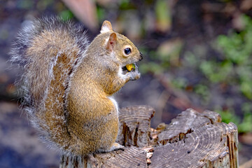Ground squirrel sitting on a stump eating a nut