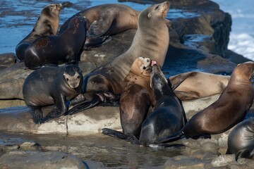 La Jolla, California. Sea lion