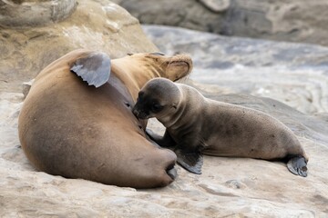 La Jolla, California. Sea lion nursing pup