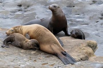 Obraz premium La Jolla, California. Sea lion nursing pup