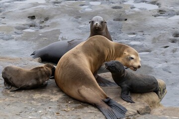 La Jolla, California. Sea lion