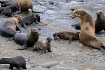 La Jolla, California. Sea lion