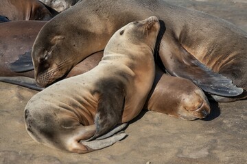 Fototapeta premium La Jolla, California. Sea lion