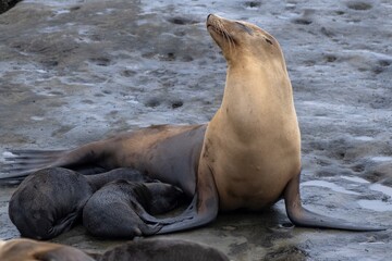 La Jolla, California. Sea lion nursing pup