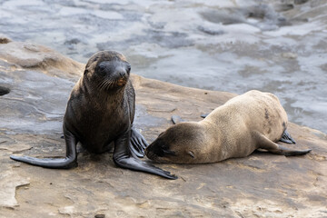 Fototapeta premium La Jolla, California. Sea lion