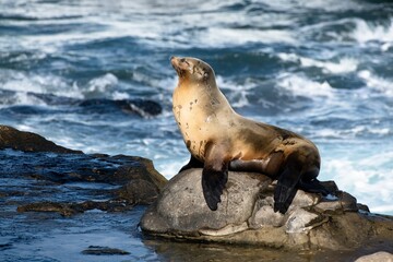 Fototapeta premium La Jolla, California. Sea lion
