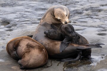 La Jolla, California. Sea lion