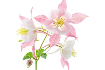 Naklejka premium Columbine Isolated on White Background. Beautiful Columbine Flower