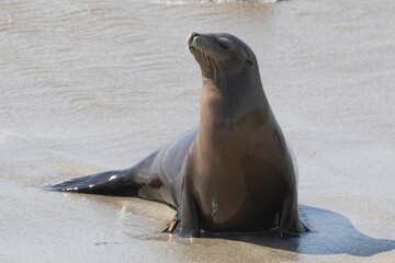 Fototapeta premium La Jolla, California. Sea lion