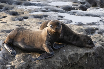 Fototapeta premium La Jolla, California. Sea lion