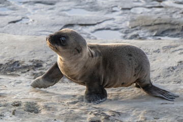 Naklejka premium La Jolla, California. Sea lion