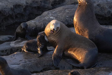 Naklejka premium La Jolla, California. Sea lion