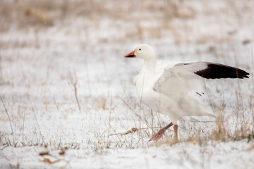 Snow Geese in Nebraska during spring migration.