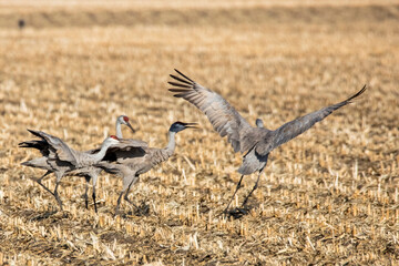 Sandhill cranes in cornfield in Nebraska during spring migration.