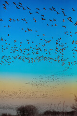 Sandhill cranes flying in Nebraska during spring migration.