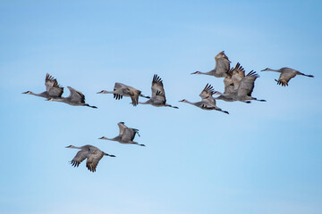 Sandhill cranes flying in Nebraska during spring migration.