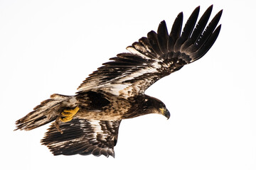Bald eagle in Nebraska during spring migration.