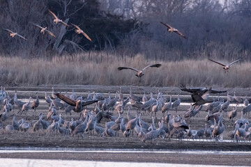 Sandhill cranes flying in Nebraska during spring migration.