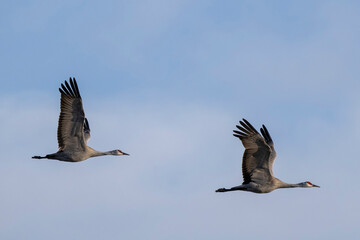 Sandhill cranes flying in Nebraska during spring migration.