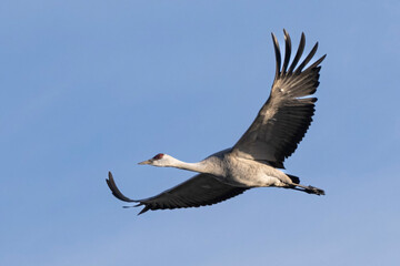 Sandhill cranes flying in Nebraska during spring migration.