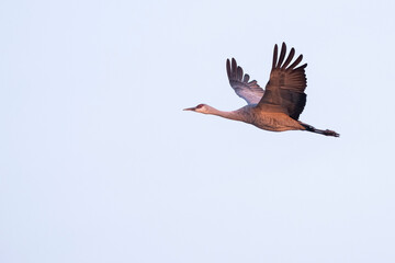 Sandhill cranes flying in Nebraska during spring migration.