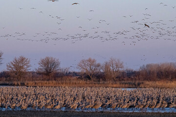 Sandhill cranes flying in Nebraska during spring migration.