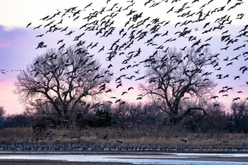 Sandhill cranes flying in Nebraska during spring migration.