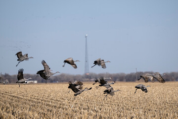 Sandhill cranes flying in Nebraska during spring migration.