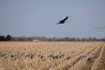 Sandhill cranes flying in Nebraska during spring migration.