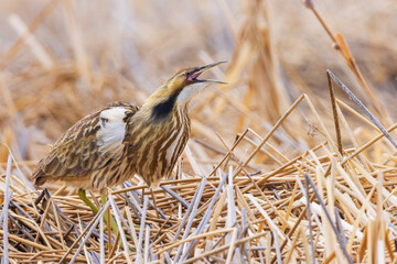 Color stock image of American bittern, courtship display