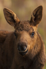 Color stock image of Alaskan moose calf