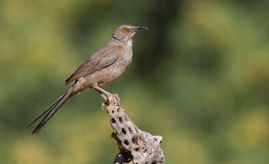 Curve-billed thrasher, portrait on cactus skeleton, USA, Arizona