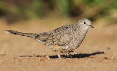 Inca dove foraging. USA, Arizona