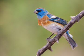 Obraz premium Lazuli bunting male with molting plumage, USA, Arizona