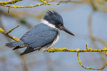Canada, British Columbia, Boundary Bay, belted kingfisher, winter fishing