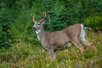 Color stock image of Black-tailed deer buck