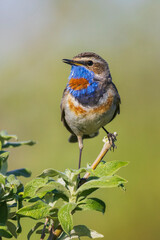 Bluethroat, territory song of the arctic tundra of the Seward Peninsula, USA, Alaska
