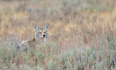 Color stock image of Coyote peeking