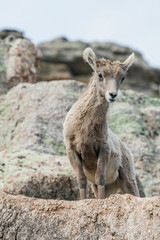 Bighorn sheep lamb, curiously observant,. USA, Colorado