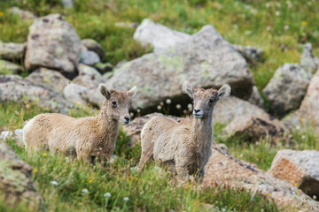 Fototapeta premium Bighorn sheep, curious lambs overlooking the Colorado alpine country, USA