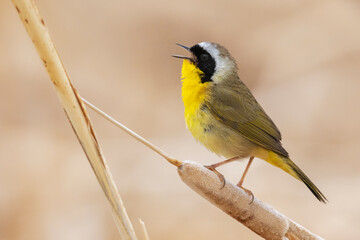 Color stock image of Common yellowthroat