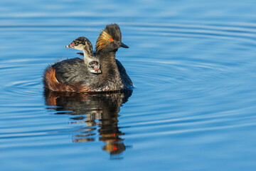 Eared grebe family, North Park, Colorado, USA