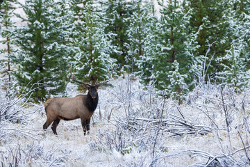 USA, Colorado, Rocky Mountain National Park, Rocky Mountain bull elk, autumn snow