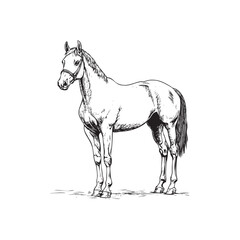 horse line drawing isolated on white